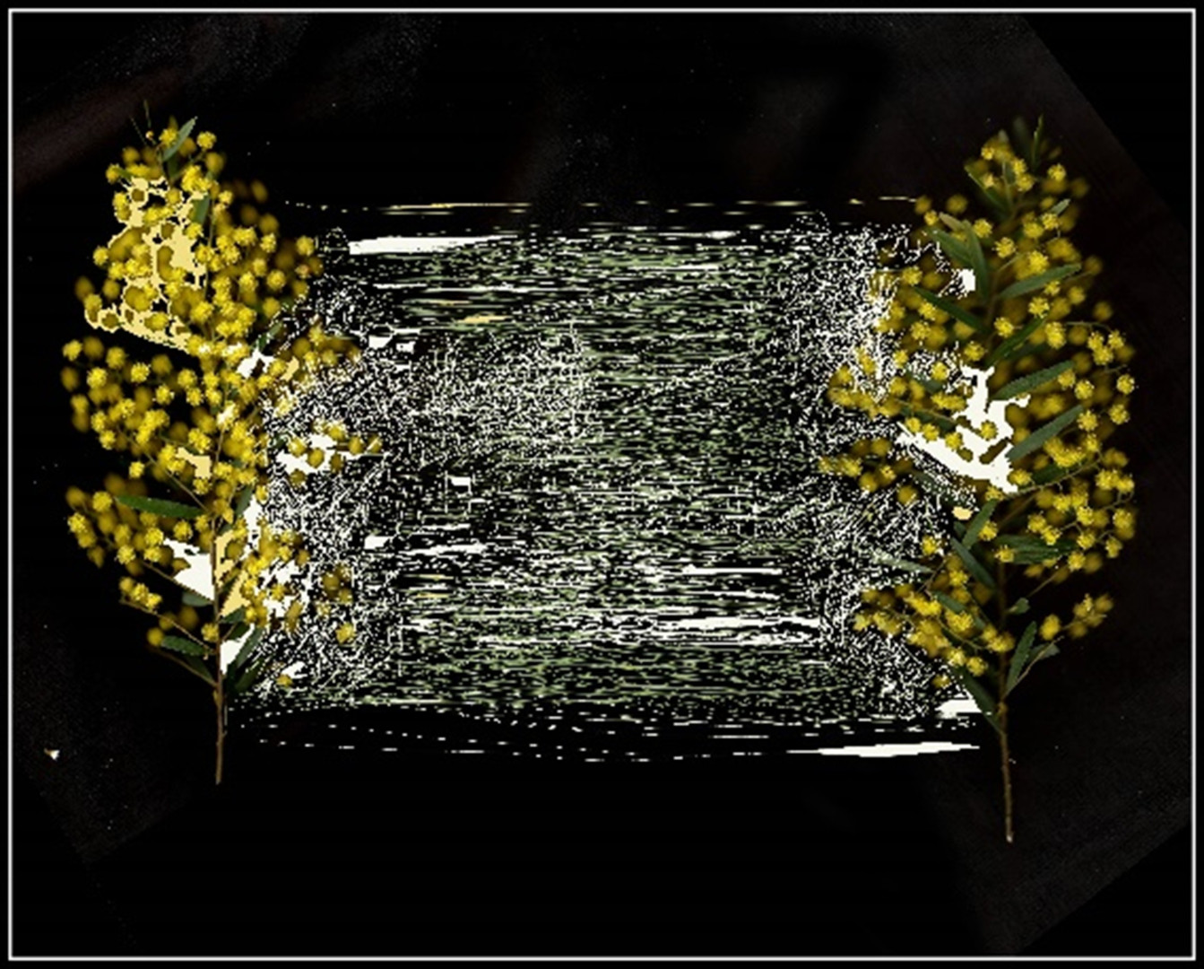 Two bottle brush branches on a black backdrop